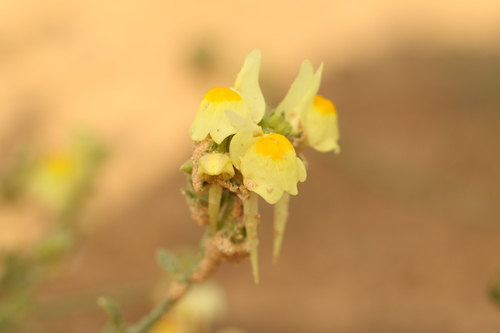 Linaria haelava (Linaria haelava)