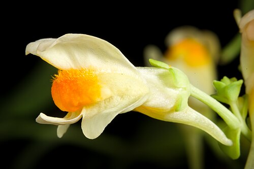 Linaria japonica: Plant derived from Tsugaru Peninsula, Aomori, Japan Japanese Name ウンラン Chinese Name 海濱柳穿魚 Korean Name 해란초 Taxonomy Family オオバコ科 Plantaginaceae Tribes キンギョソウ連 An