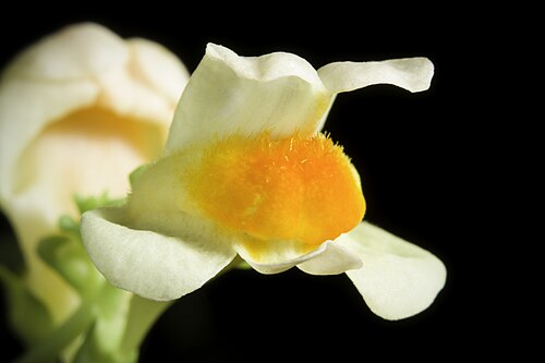 Linaria japonica: Plant derived from Tsugaru Peninsula, Aomori, Japan Japanese Name: ウンラン Chinese Name: 海濱柳穿魚 Korean Name: 해란초 Taxonomy Family: オオバコ科 Plantaginaceae Tribes: キンギョソ