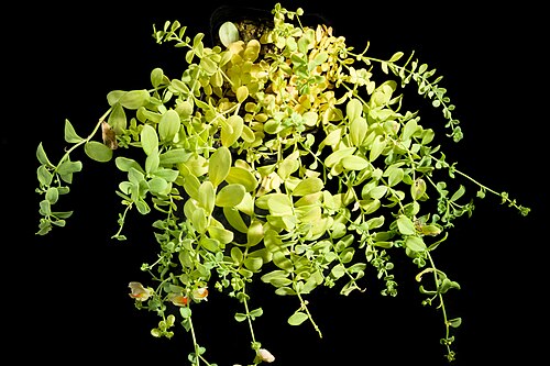 Linaria japonica: Plant derived from Tsugaru Peninsula, Aomori, Japan Japanese Name ウンラン Chinese Name 海濱柳穿魚 Korean Name 해란초 Taxonomy Family オオバコ科 Plantaginaceae Tribes キンギョソウ連 An