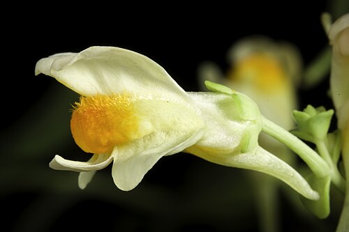 Linaria japonica: Plant derived from Tsugaru Peninsula, Aomori, Japan Japanese Name: ウンラン Chinese Name: 海濱柳穿魚 Korean Name: 해란초 Taxonomy Family: オオバコ科 Plantaginaceae Tribes: キンギョソ