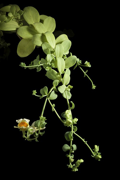 Linaria japonica: Plant derived from Tsugaru Peninsula, Aomori, Japan Japanese Name: ウンラン Chinese Name: 海濱柳穿魚 Korean Name: 해란초 Taxonomy Family: オオバコ科 Plantaginaceae Tribes: キンギョソ