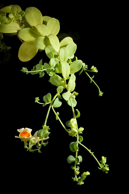 Linaria japonica: Plant derived from Tsugaru Peninsula, Aomori, Japan Japanese Name ウンラン Chinese Name 海濱柳穿魚 Korean Name 해란초 Taxonomy Family オオバコ科 Plantaginaceae Tribes キンギョソウ連 An