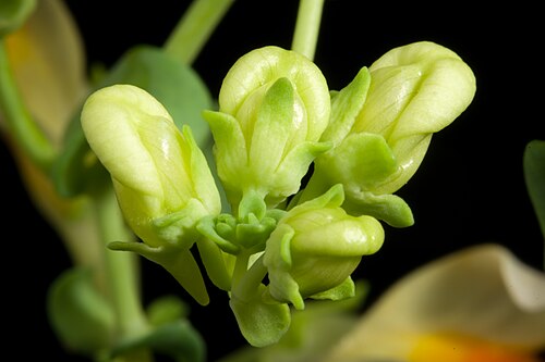 Linaria japonica: Plant derived from Tsugaru Peninsula, Aomori, Japan Japanese Name ウンラン Chinese Name 海濱柳穿魚 Korean Name 해란초 Taxonomy Family オオバコ科 Plantaginaceae Tribes キンギョソウ連 An