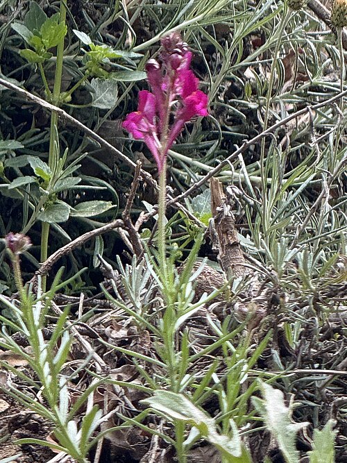 Annual toadflax: Annual Toadflax Linaria maroccana , Sti Fadma, Atlas Mountains, Morocco.
