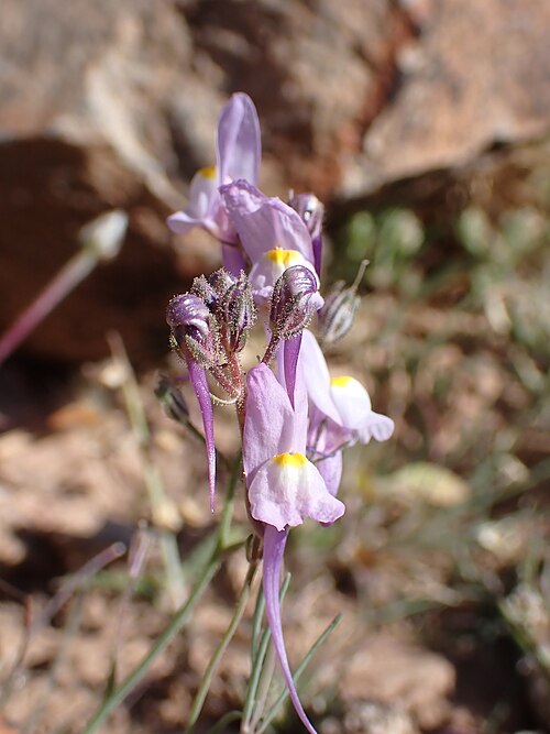 Annual toadflax: Annual Toadflax Linaria maroccana , Ouarzazate, Morocco.