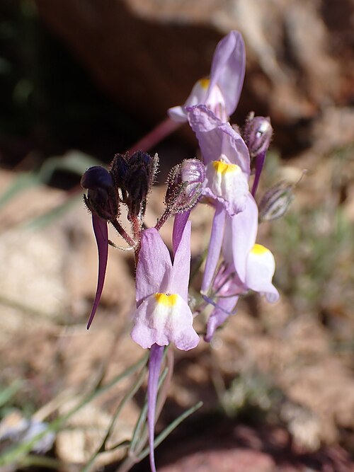 Annual toadflax: Annual Toadflax Linaria maroccana , Ouarzazate, Morocco.