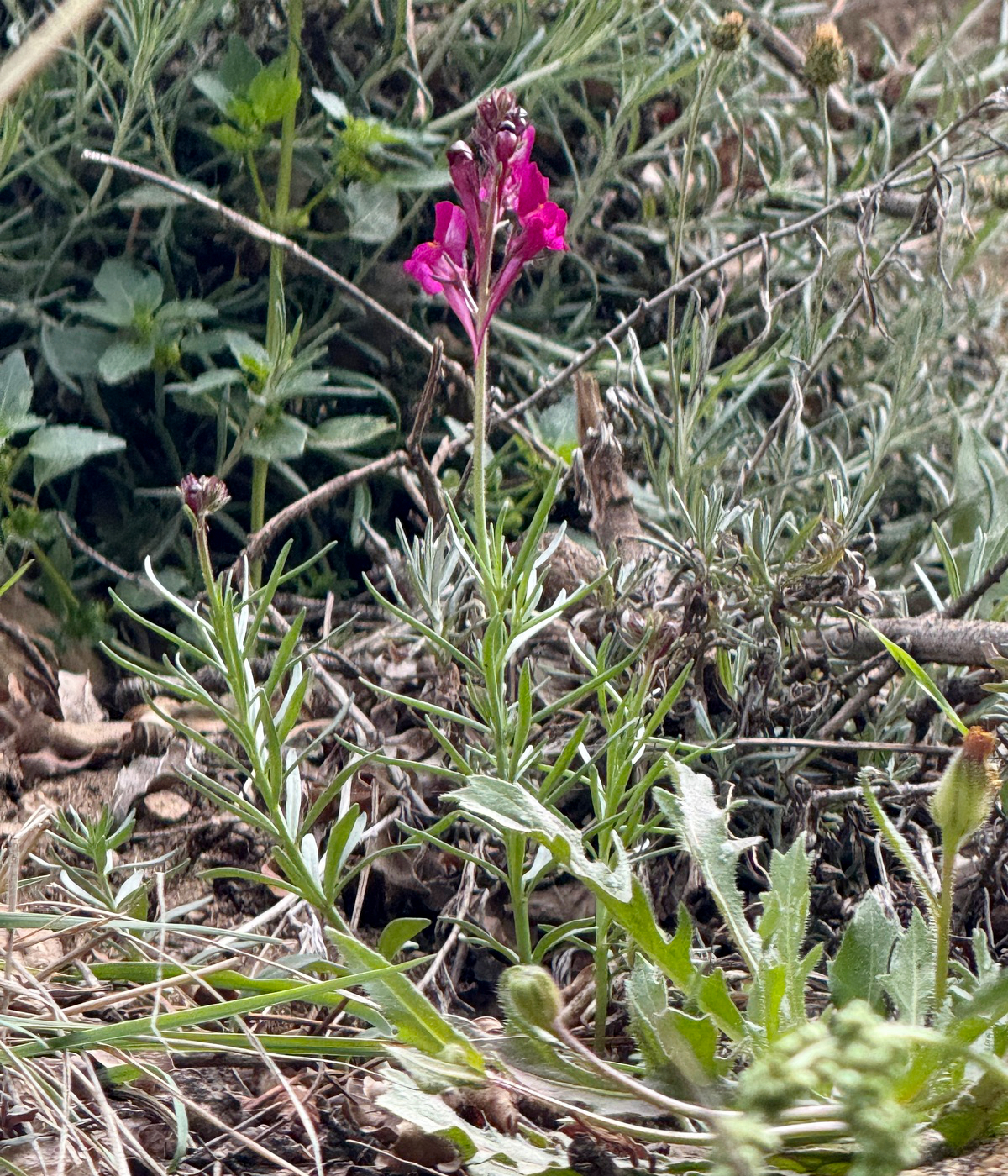 Annual toadflax: Annual Toadflax Linaria maroccana , Sti Fadma, Atlas Mountains, Morocco.