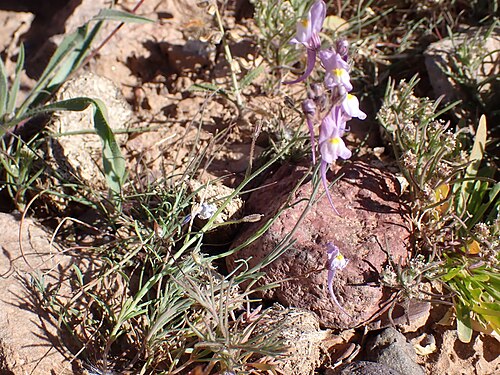 Annual toadflax: Annual Toadflax Linaria maroccana , Ouarzazate, Morocco.