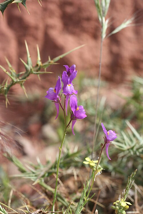 Annual toadflax: Annual Toadflax Linaria maroccana , Ouirgane, Atlas Mountains, Morocco.