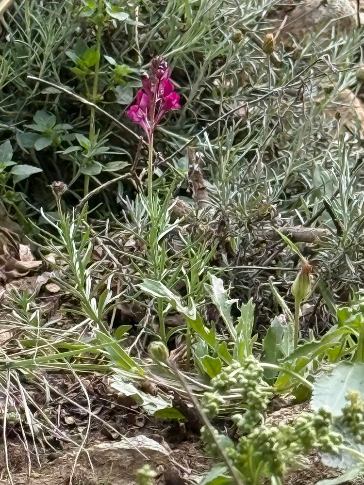 Annual toadflax: Annual Toadflax Linaria maroccana , Sti Fadma, Atlas Mountains, Morocco.