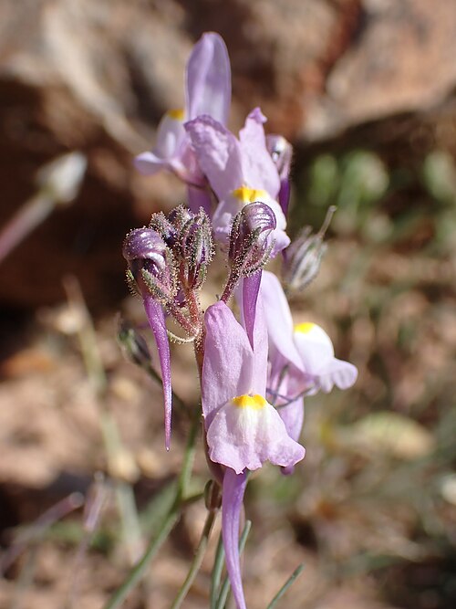Annual toadflax: Annual Toadflax Linaria maroccana , Ouarzazate, Morocco.