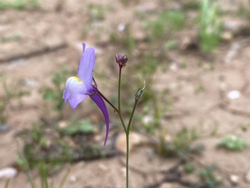 Annual toadflax (Linaria maroccana)