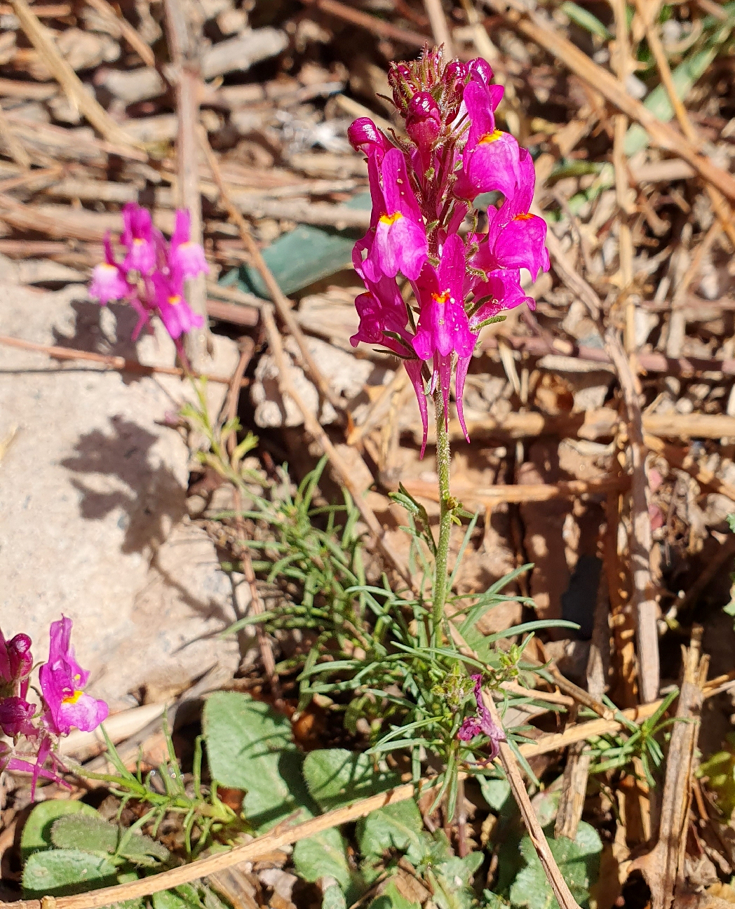 Annual toadflax: Annual Toadflax Linaria maroccana , Sti Fadma, Atlas Mountains, Morocco.