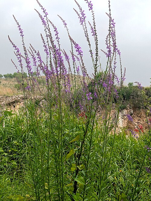 Purple toadflax: Purple Toadflax Linaria purpurea , Capua, Caserta, Italy.