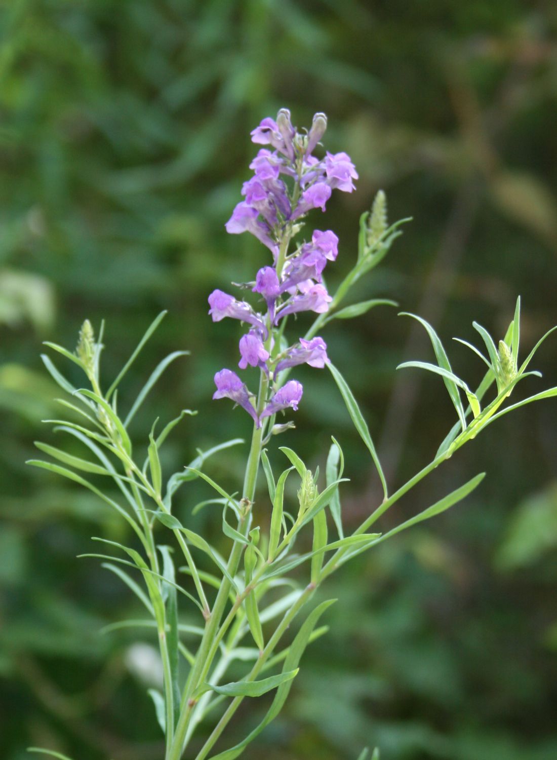 Purple toadflax: Linaria purpurea , Wegerichgewächse (Plantaginaceae) - Italien/Italia/Italy: Kalabrien/Calabria, Prov. Reggio Calabria, Aspromonte, bei San Peri, SSE Scilla