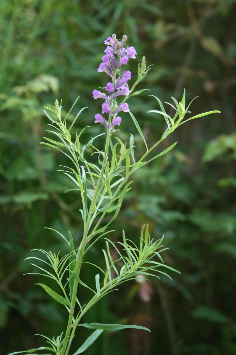 Purple toadflax: Linaria purpurea , Wegerichgewächse (Plantaginaceae) - Italien/Italia/Italy: Kalabrien/Calabria, Prov. Reggio Calabria, Aspromonte, bei San Peri, SSE Scilla