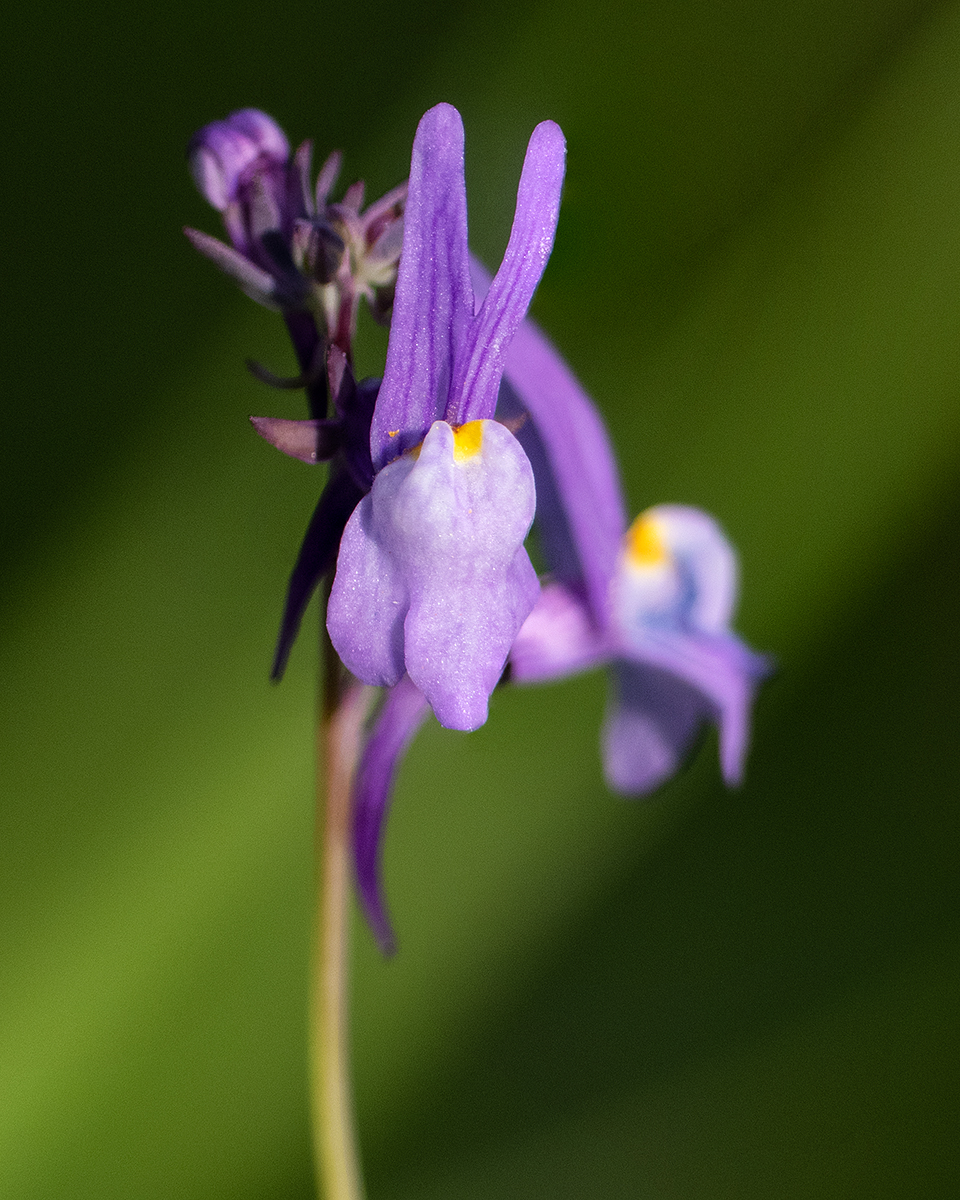 Linaria ricardoi: Plant photographed in the parish of Vila Nova de São Bento, Serpa, Portugal.