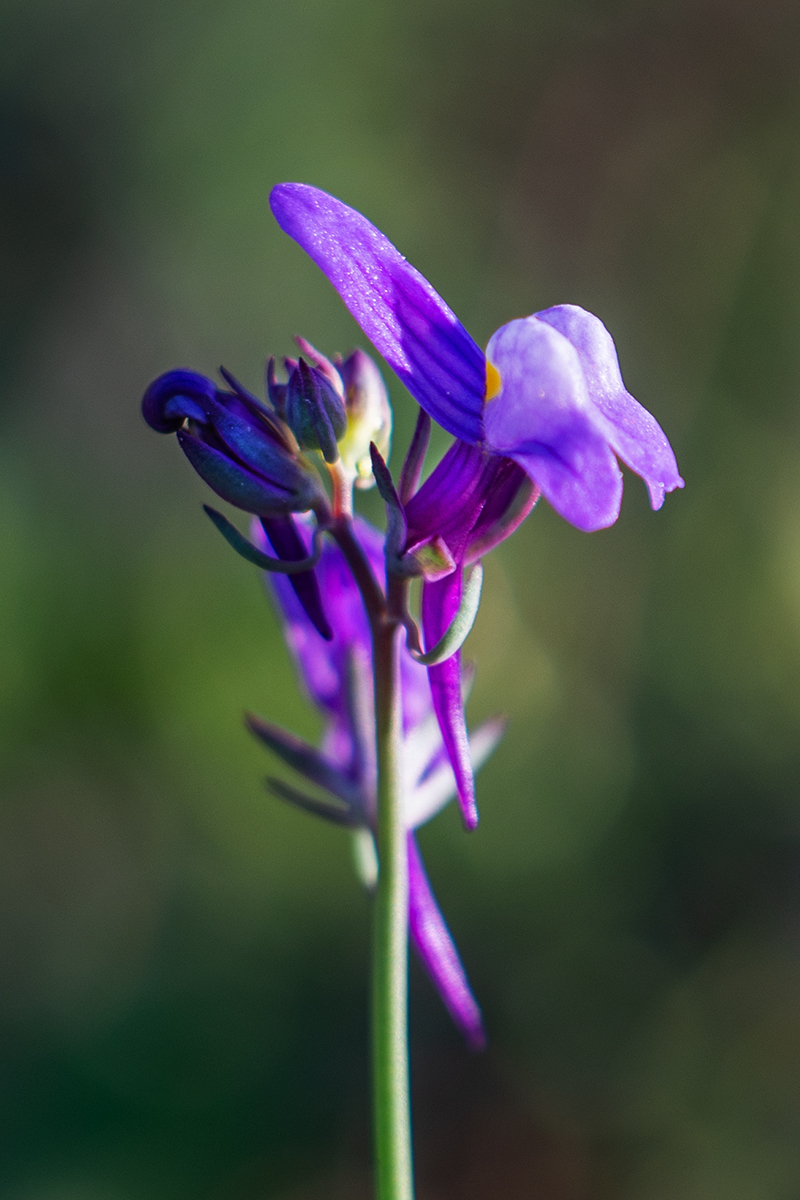 Linaria ricardoi: Plant photographed in the parish of Vila Nova de São Bento, Serpa, Portugal.