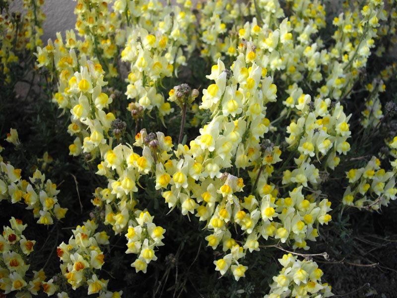 Lesser butter and eggs: Linaria supina