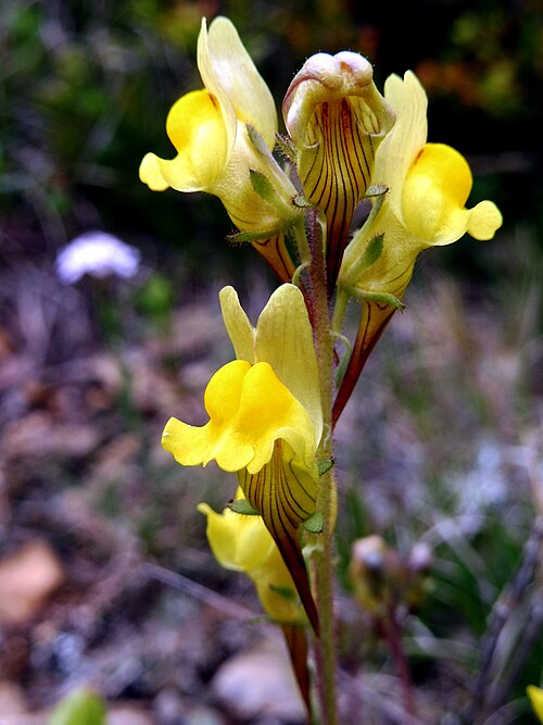 Lesser butter and eggs: This is a a photo of a natural area in Catalonia, Spain, with id:
