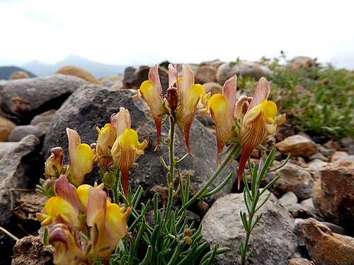 Lesser butter and eggs: This is a a photo of a natural area in Catalonia, Spain, with id: