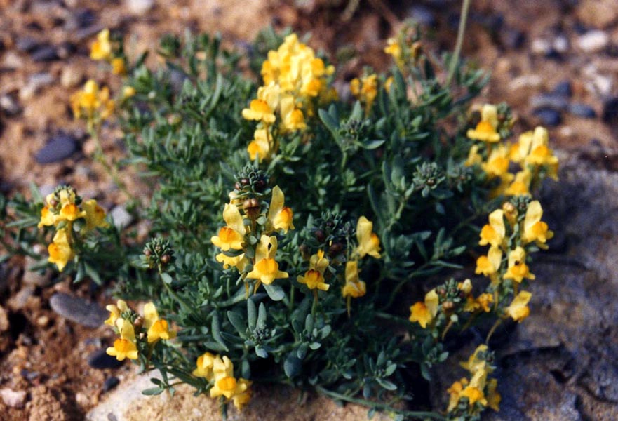 Lesser butter and eggs: Linaria supina