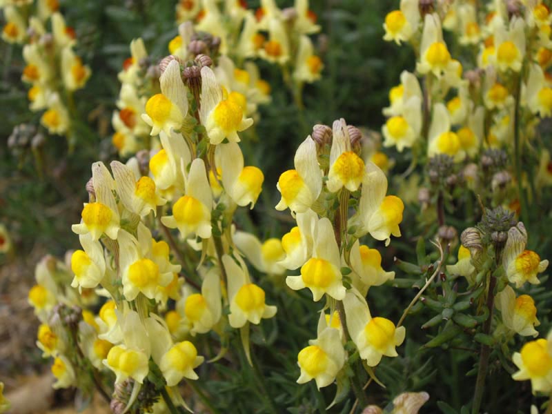 Lesser butter and eggs: Linaria supina