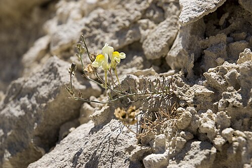 Lesser butter and eggs: Linaria supina carrières de Saint-Vaast-lès-Mello (Oise), France