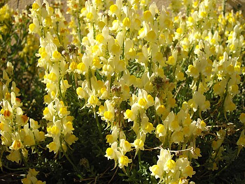 Lesser butter and eggs: Linaria supina