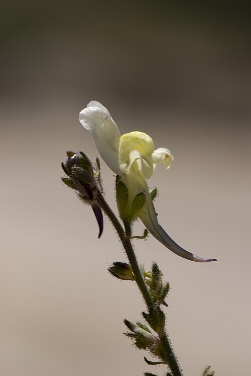 Lesser butter and eggs: Linaria supina carrières de Saint-Vaast-lès-Mello (Oise), France