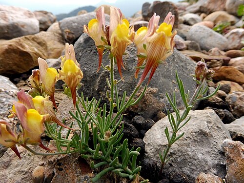 Lesser butter and eggs: This is a a photo of a natural area in Catalonia, Spain, with id: