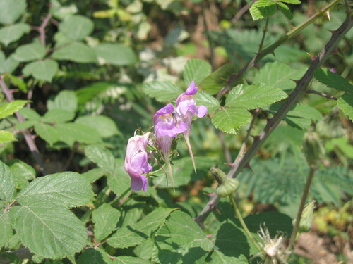 Linaria triornithophora
