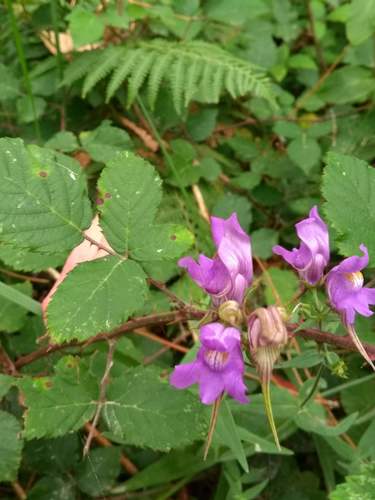 Linaria triornithophora (Linaria triornithophora)