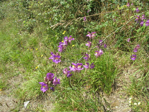 Linaria triornithophora (Linaria triornithophora)