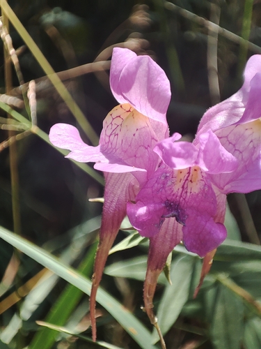 Linaria triornithophora (Linaria triornithophora)