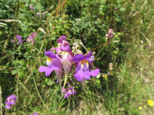 Linaria triornithophora (Linaria triornithophora)