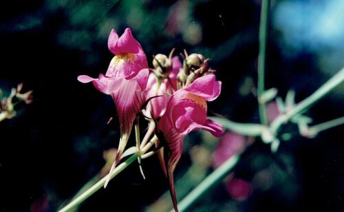 Linaria triornithophora (Linaria triornithophora)