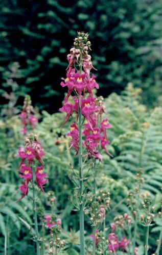 Linaria triornithophora (Linaria triornithophora)