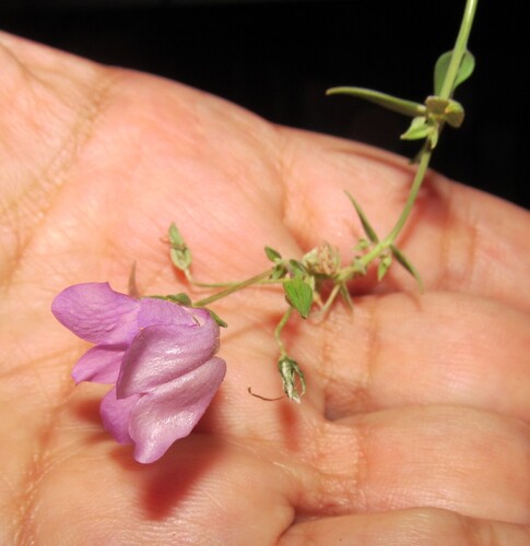 Linaria triornithophora (Linaria triornithophora)