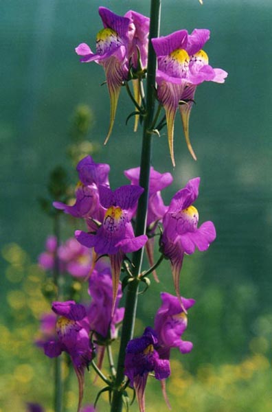 Linaria triornithophora: Linaria triornithophora