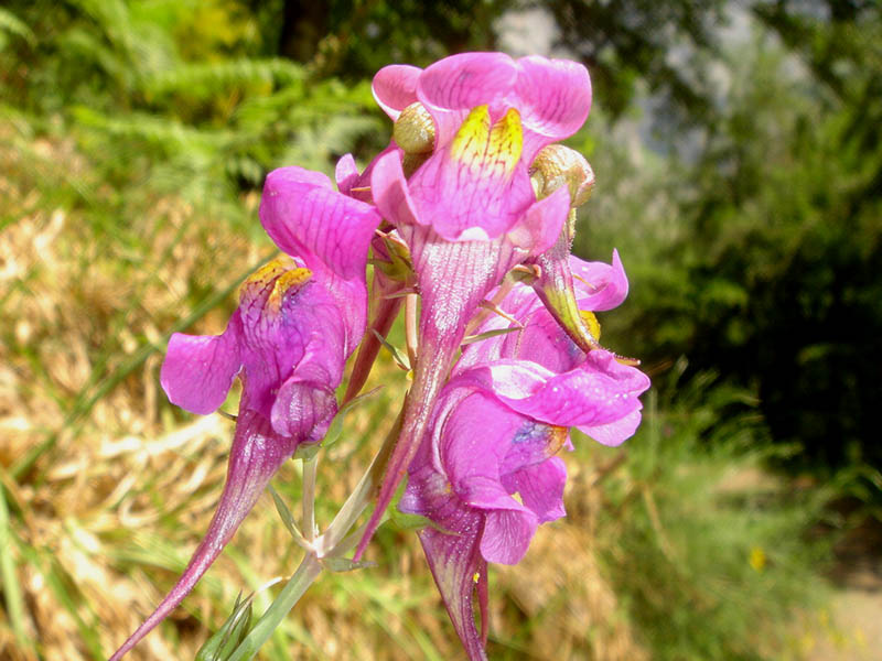 Linaria triornithophora: Linaria triornithophora