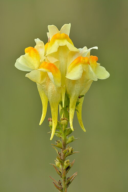 Common toadflax: Common toadflax