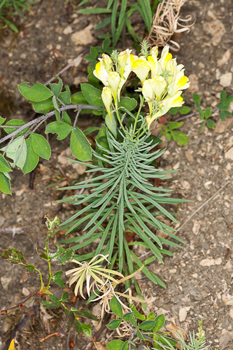 Common toadflax (Linaria vulgaris)