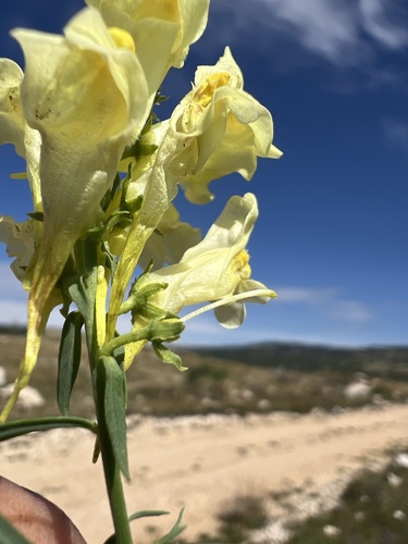 Common toadflax (Linaria vulgaris)