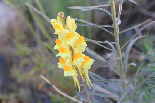 Common toadflax