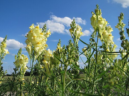 Common toadflax: Echtes Leinkraut ( Linaria vulgaris ) bei Hockenheim