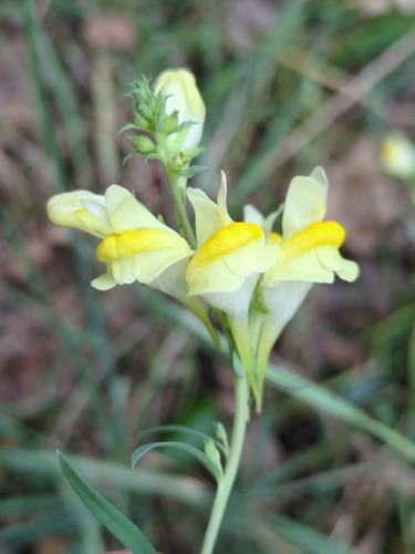 Common toadflax (Linaria vulgaris)