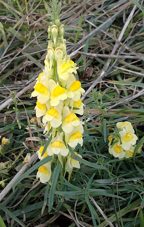 Common toadflax: Lnica pospolita