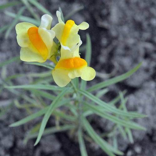Common toadflax (Linaria vulgaris)